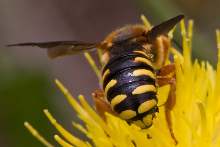 Probabile Rhodanthidium septemdentatum (Malta)